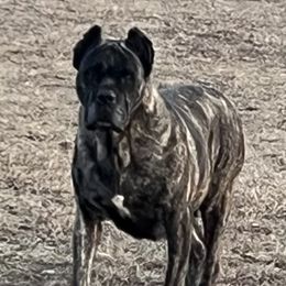 Marocca  - Cane Corso