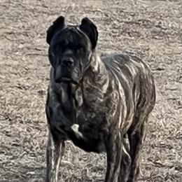 Marocca  - Cane Corso