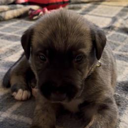 Clover - Brindle male Irish Wolfhound puppy in Uintah County, Utah from Bingo's Wolfhounds, Lollipop Pomskies