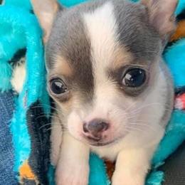 Chihuahua and Chinese Crested Puppies from Western Kentucky Chihuhua and Chinese Crested
