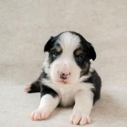 Forge - Black tri-color male Australian Shepherd puppy in Aberdeen, North Carolina from Huckleberry Hill Aussies LLC.