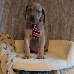 Oggie - Blue male Great Dane puppy in Caldwell, Idaho from Miner's Dynamic Danes