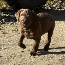 Male 1 - Brown male Chesapeake Bay Retriever puppy in Jacobson, Minnesota from Ball Bluff Kennel