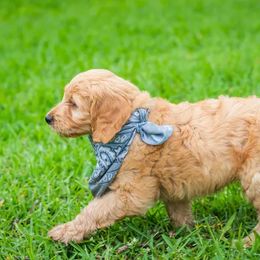 Goldendoodle Puppies from Celebrity Doodles DFW