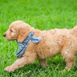Goldendoodle Puppies from Celebrity Doodles DFW
