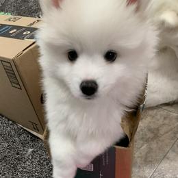 Blue Boy - White male American Eskimo Dog puppy in Fairbanks, Alaska from Snow Graces'