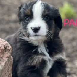 PANDA - Black tri Miniature Australian Shepherd puppy in Elgin, Illinois from Beaman Aussie Pride