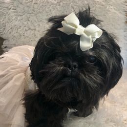 Phoebe - Shih Tzu
