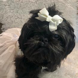 Phoebe - Shih Tzu