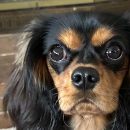 Effie - Cavalier King Charles Spaniel