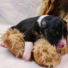 Girl 2 - Australian Shepherd puppy in Maryland from Lake Shore Australian Shepherds