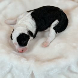 Java - Black and white female Sheepadoodle puppy in Cleveland, Tennessee from Narrow Path Old English & Sheepadoodles