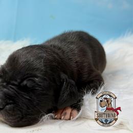 Chazzzzzzz - Black male Great Dane puppy in White City, Kansas from Southwind Great Danes