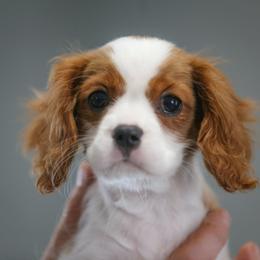 Cavalier King Charles Spaniel puppies from West Coast Cavaliers