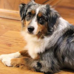 Khaleesi - Miniature Australian Shepherd
