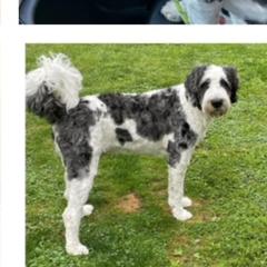 bruno - Saint Berdoodle