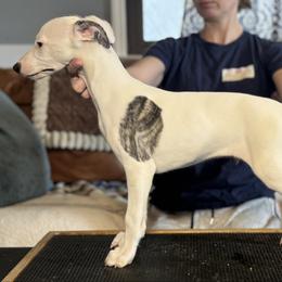 York - White male Whippet puppy in Kentucky from Wildbriar Whippets