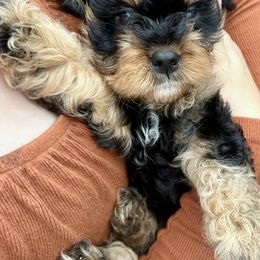 Boy 3 - Cavapoo puppy from Cavalier Girls