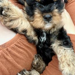Boy 3 - Cavapoo puppy from Cavalier Girls