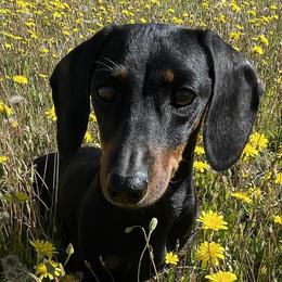 Dachshunds from Lucky 11 Ranch