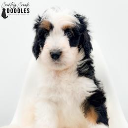 Yevgeny - Tri-color male Bernedoodle puppy in Tipton, Indiana from Country Creek Doodles