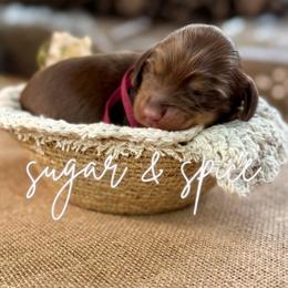 AKC Maple (Burgundy) - Chocolate and tan female Dachshund puppy in Cherry Valley, California from Sugar and Spice Dachshunds