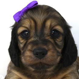 Wish - Dachshund puppy from Legacy Lane Dachshunds