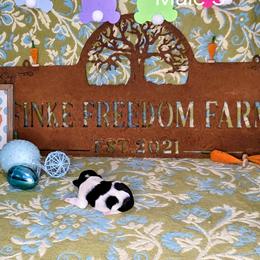 Dachshund, Giant Schnauzer, and Miniature Schnauzer Puppies from Finke Freedom Farm