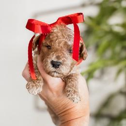 Breezy - Red  female Goldendoodle puppy in Hopkins County, Texas from Boutique Doodles