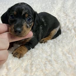 Stanley - Dapple male Dachshund puppy in Milroy, Pennsylvania from Not Your Average Weiner