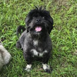 Poppy - Shih Tzu