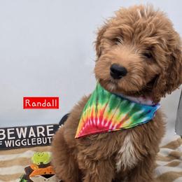 Randall - Red  male Goldendoodle puppy in Neillsville, Wisconsin from Granton Creek