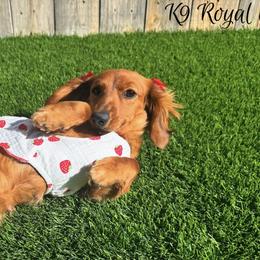 Sofie - Dachshund