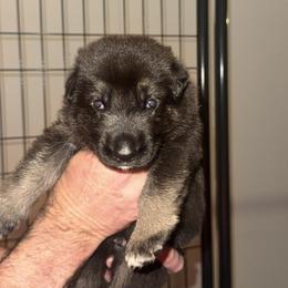Walker - Black and tan male German Shepherd puppy in Mahopac, New York from Patmar German Shepherds