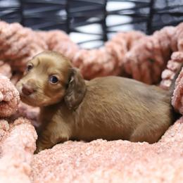 Summer - Cream female Dachshund puppy in Eaton, Ohio from Miniature Alphas Dachshunds