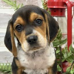 Chase - Black white and tan male Beagle puppy in West Plains, Missouri from Suncreek Puppies