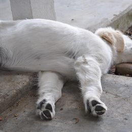 Goldendoodle and Golden Retriever Puppies from Angelic Goldens