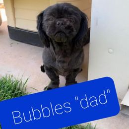 Shih Tzus from Monica's Shih Tzus