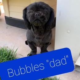 Shih Tzus from Monica's Shih Tzus