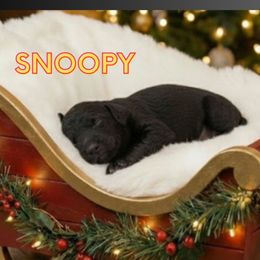 Boy 3 - Black male Goldendoodle puppy in Sterling, Connecticut from Justine’s Retrievers and Doodles