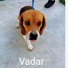 Vader - Beagle