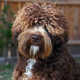 Pat - Australian Labradoodle