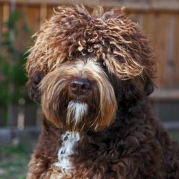 Pat - Australian Labradoodle