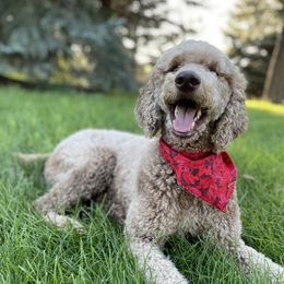 Rhea - Poodle