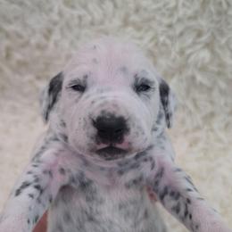 Meadow (Yellow Collar Girl) - White and black female Dalmatian puppy in Centereach, New York from LINY Dalmatians