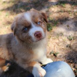 Miniature Australian Shepherd Puppies from AussiesRus