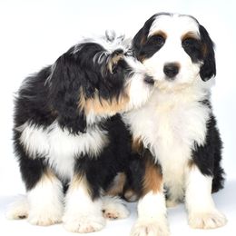 "dani and todd- silver creek parents" Australian Labradoodle, Bernedoodle, and Goldendoodle All Grown Up from Silver Creek Doodles
