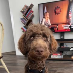 Double Doodle and Labradoodle All Grown Up from MerryGold Doodles