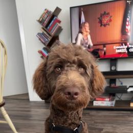 Double Doodle and Labradoodle All Grown Up from MerryGold Doodles
