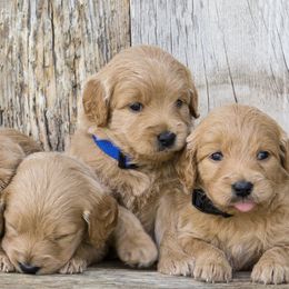 Goldendoodles from Sorenson Goldendoodles